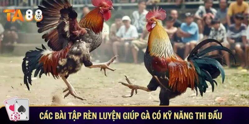 Cách nuôi đá gà cựa sắt chuẩn nhất cho mọi sư kê Các bài tập rèn luyện giúp gà có kỹ năng thi đấu chuyên nghiệp