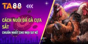Cách nuôi đá gà cựa sắt chuẩn nhất cho mọi sư kê