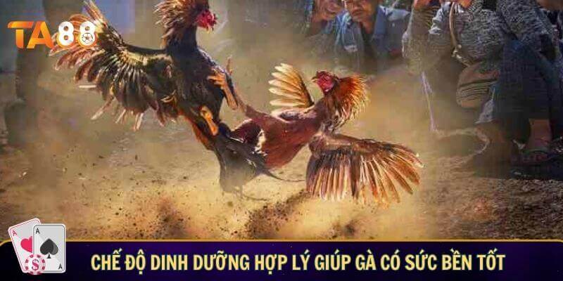 Cách nuôi đá gà cựa sắt chuẩn nhất cho mọi sư kê Chế độ dinh dưỡng hợp lý giúp gà có sức bền tốt
