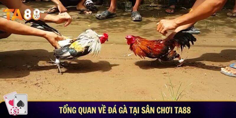 Tổng quan về đá gà tại sân chơi TA88