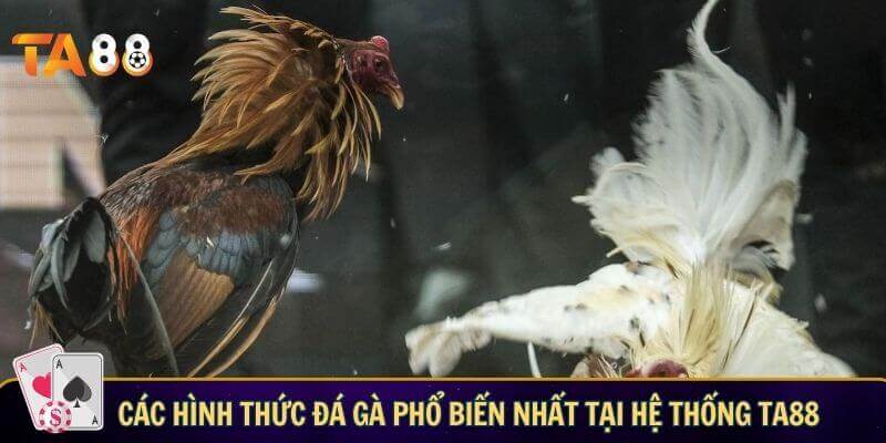 Các hình thức đá gà phổ biến nhất tại hệ thống TA88