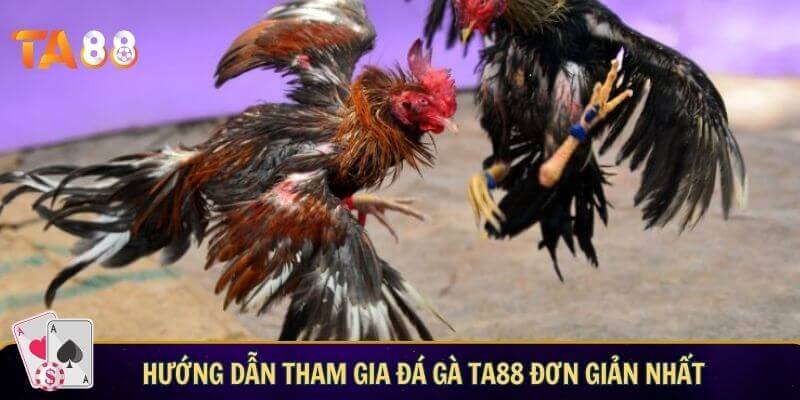 Hướng dẫn tham gia đá gà TA88 đơn giản nhất