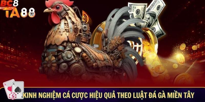 Luật đá gà miền Tây - Các quy định quan trọng trong trận đấu Kinh nghiệm cá cược hiệu quả theo luật đá gà miền Tây