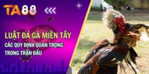 Luật đá gà miền tây các quy định quan trọng trong trận đấu