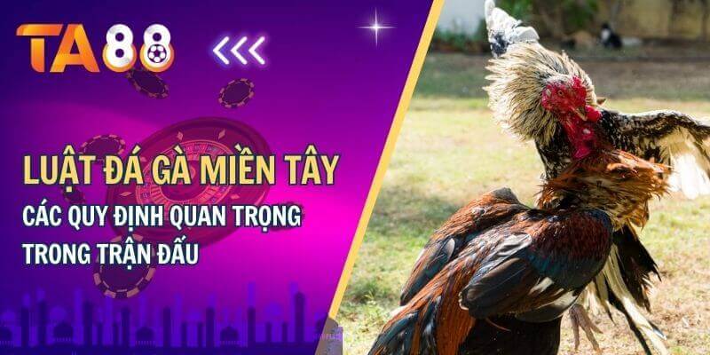 Luật đá gà miền tây các quy định quan trọng trong trận đấu