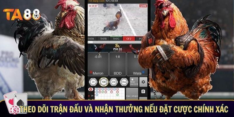 Luật đá gà nòi - Quy tắc thi đấu dành cho người mới Theo dõi trận đấu và nhận thưởng nếu đặt cược chính xác