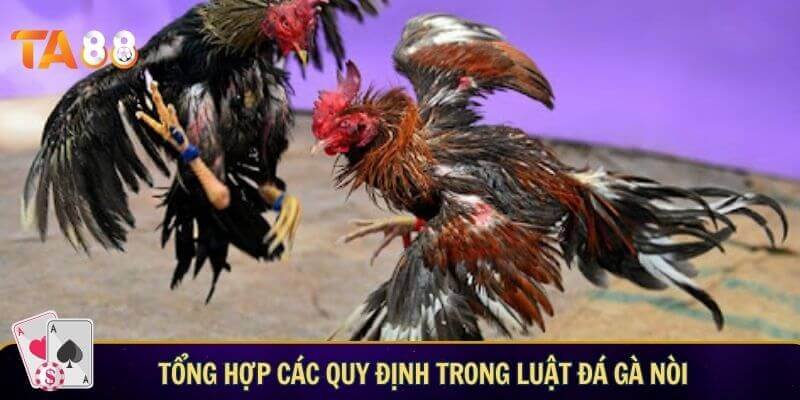Luật đá gà nòi - Quy tắc thi đấu dành cho người mới Tổng hợp các quy định trong luật đá gà nòi